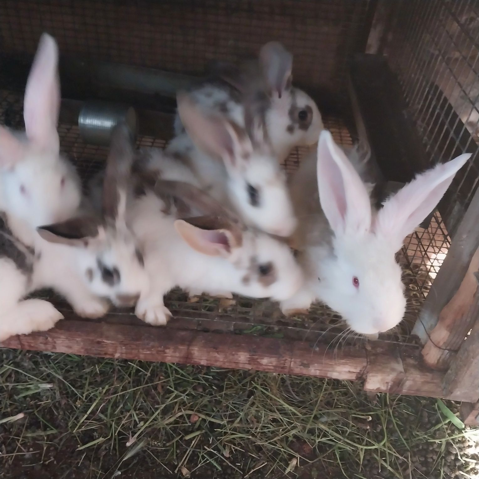 Крольчата молодые