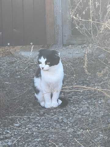 два котенка от мамы-крысолова отдам бесплатно