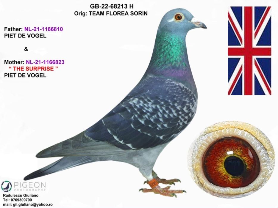 Porumbei voiajori din parinti cu pedigree