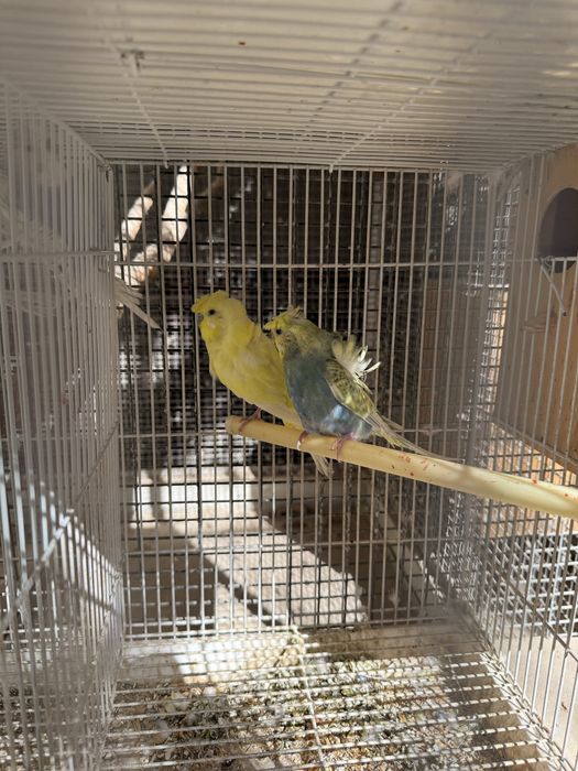 Продаю попугай бабочки