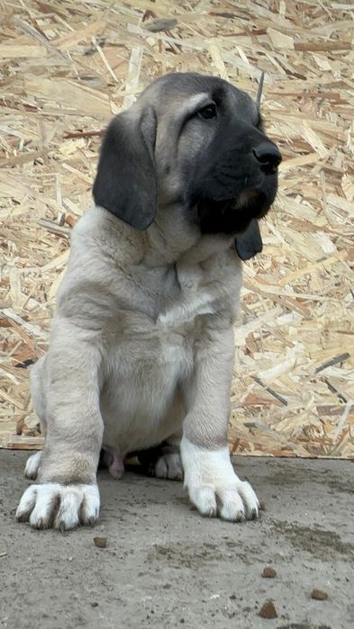 Catel Kangal ( Malakli)
