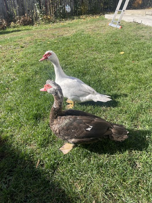 Vând rățoi lesești tineri