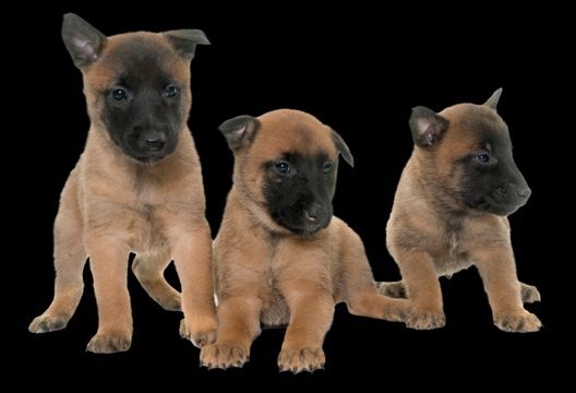 Бельгийская овчарка Малинуа.