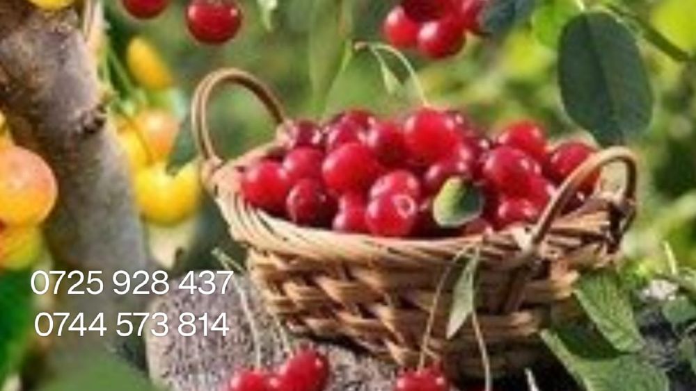 Nuci Chandler Aluni de soi.Ciresi/Gisella Prun.Nectarin.Piersic.Aronia