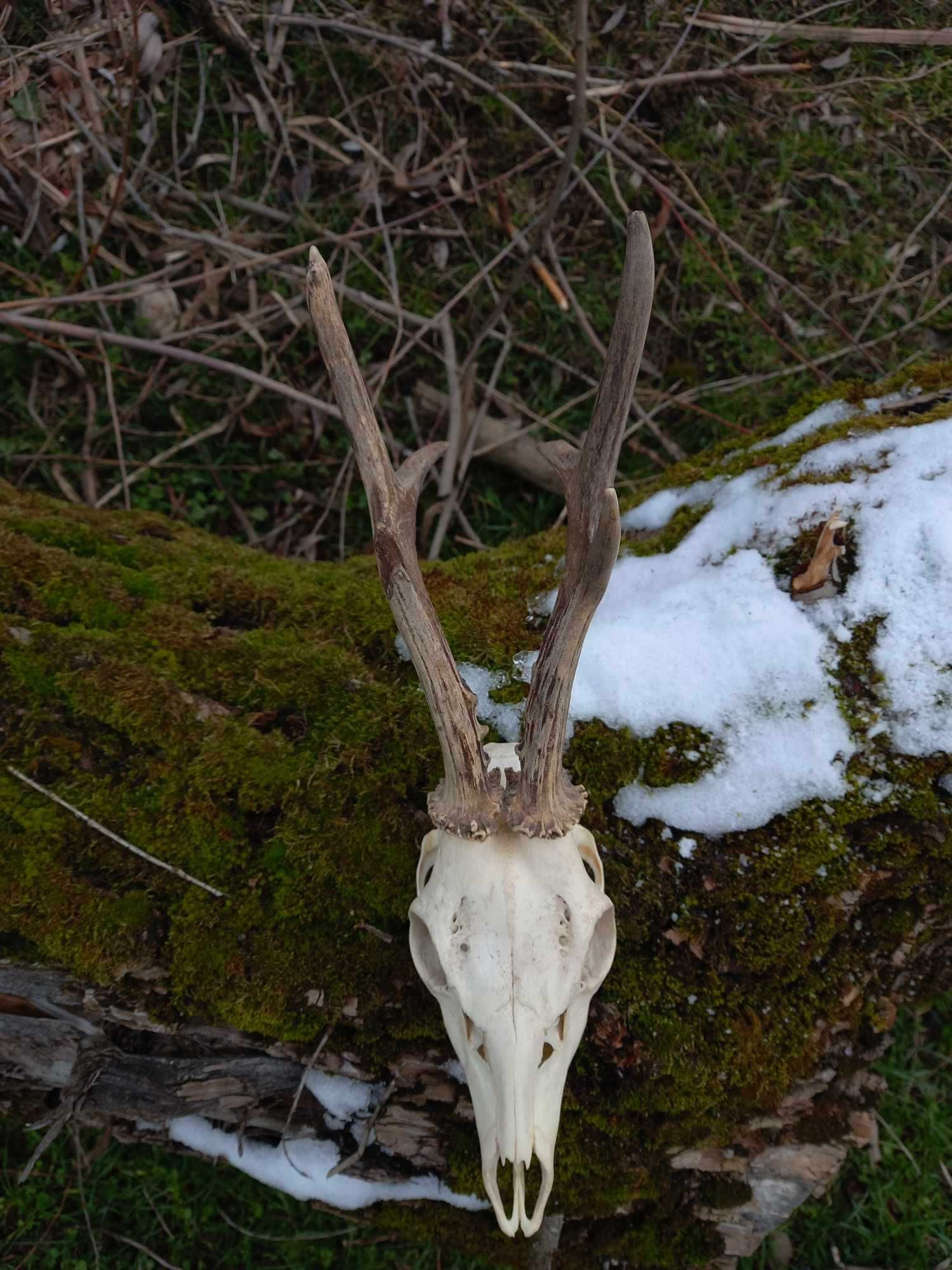 trofeu.trofee.craniu.coarne de caprior nr 7