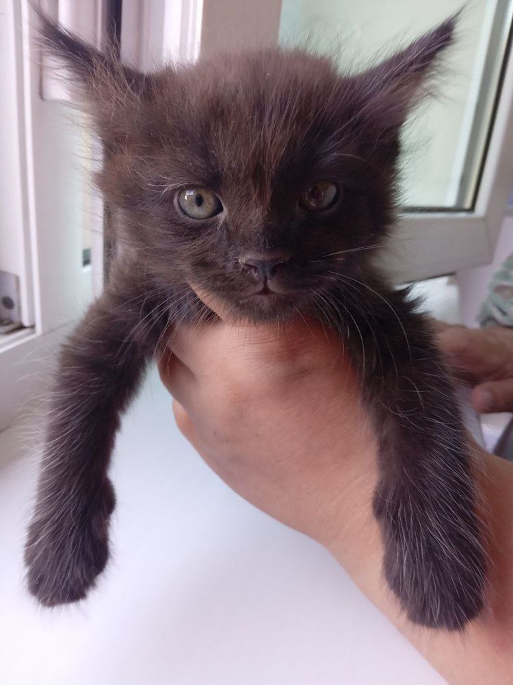 Котята ищут семью!
