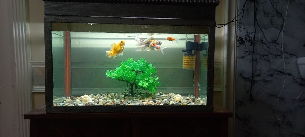 Akvarum,baliqlari hamma narsasi bilan