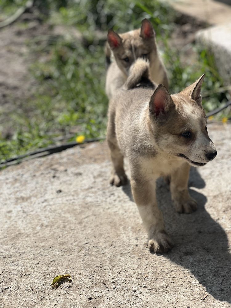 Disponibili laika siberian