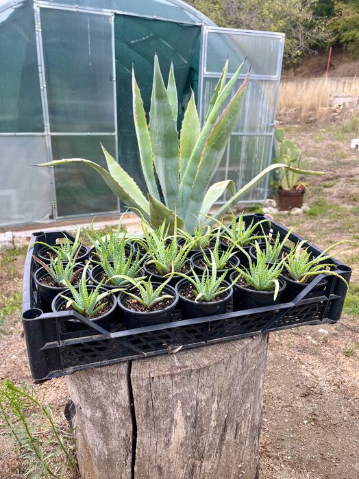 Aloe humilis 7 см