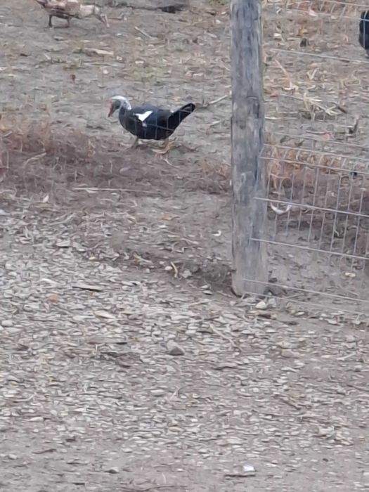 Vând rațe mute ciocolatii