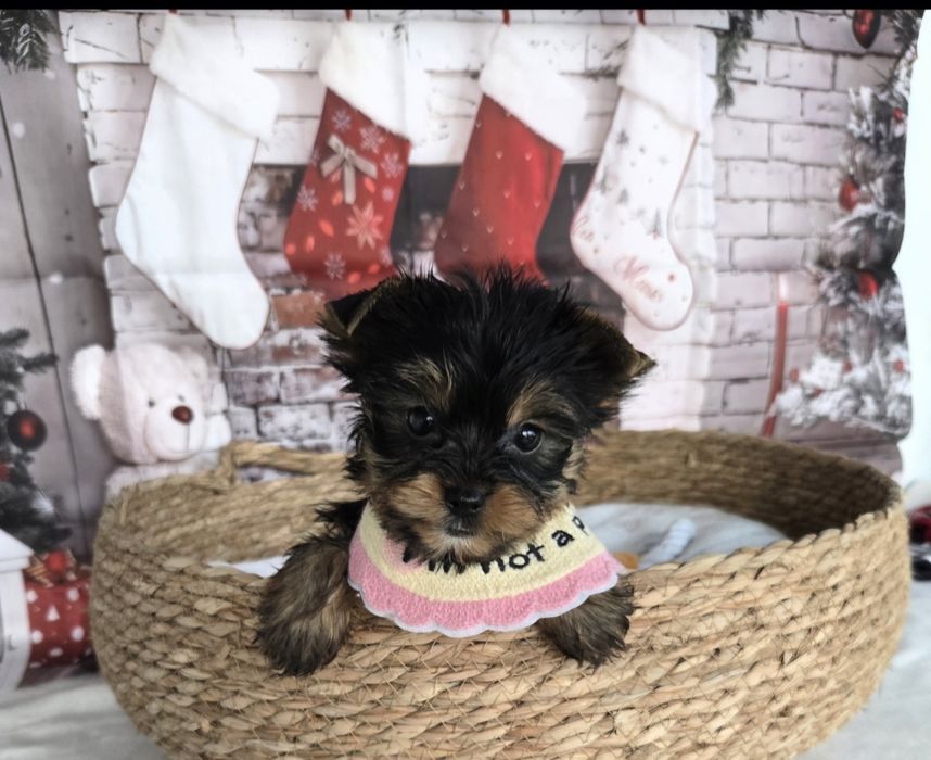 Йоркширски териер ,Йорки мини