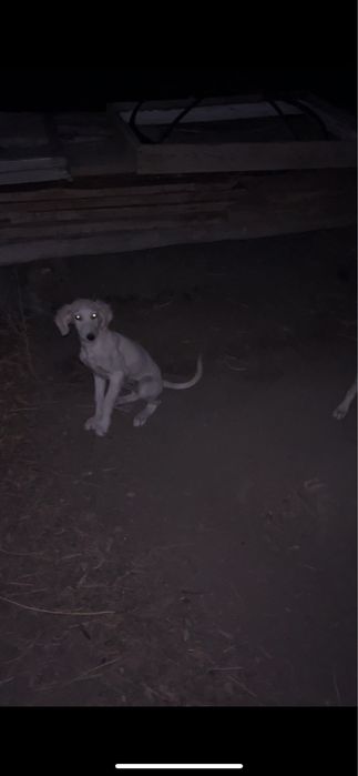 Тазы сатылады 3 айлық