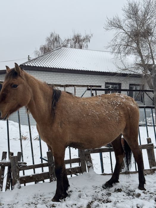 Продам кабыл с жыребятами