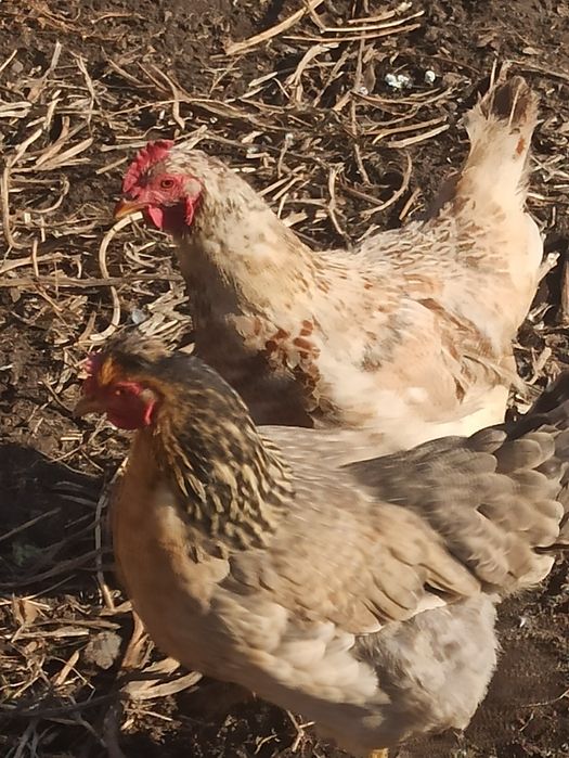 Продам домашних курочек