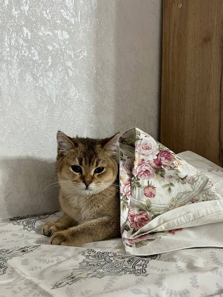 Породистая шиншила продается