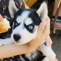 Husky Siberian femelă cu ochi albaștri, 2 luni împlinite