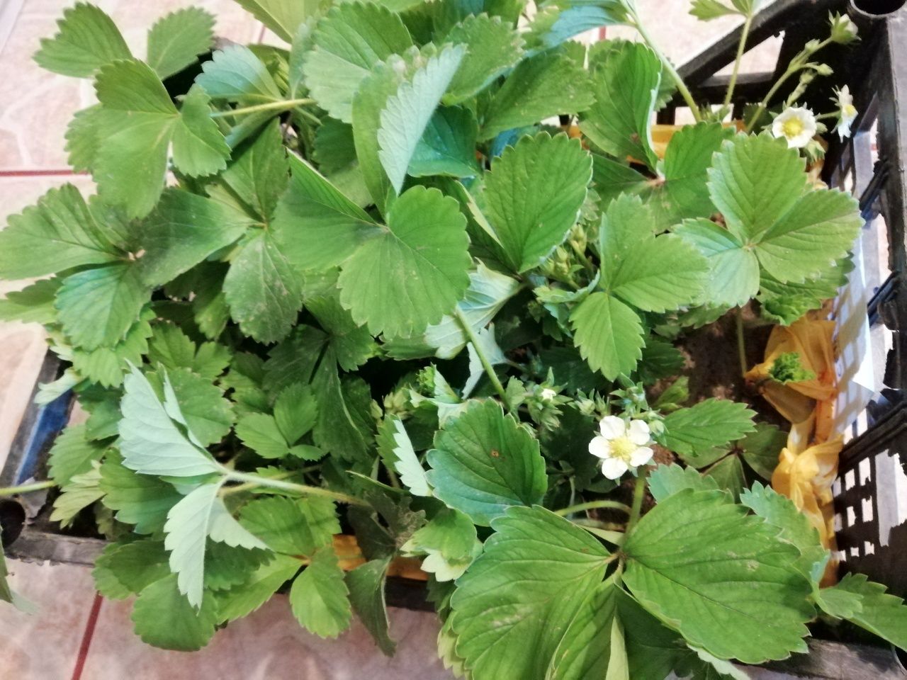 Capsuni, stoloni de Korona Fragaria, ananasa