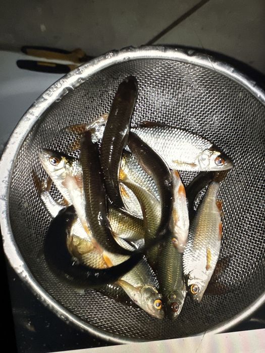 Живец чебак судаковый . Раион 20 школы