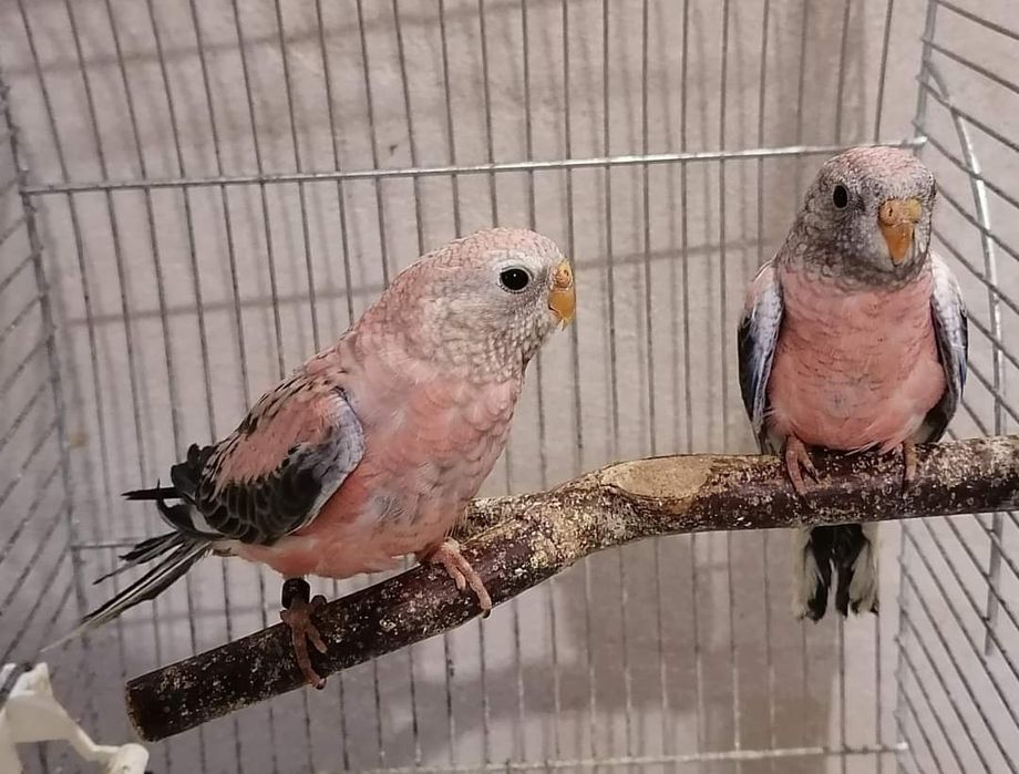 Различни видове папагали
