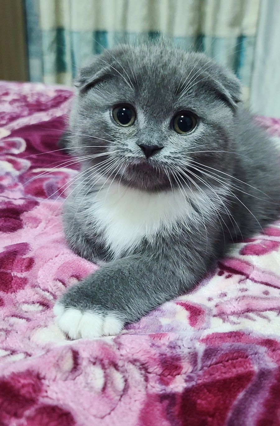 Scottish fold bicolor sotiladi