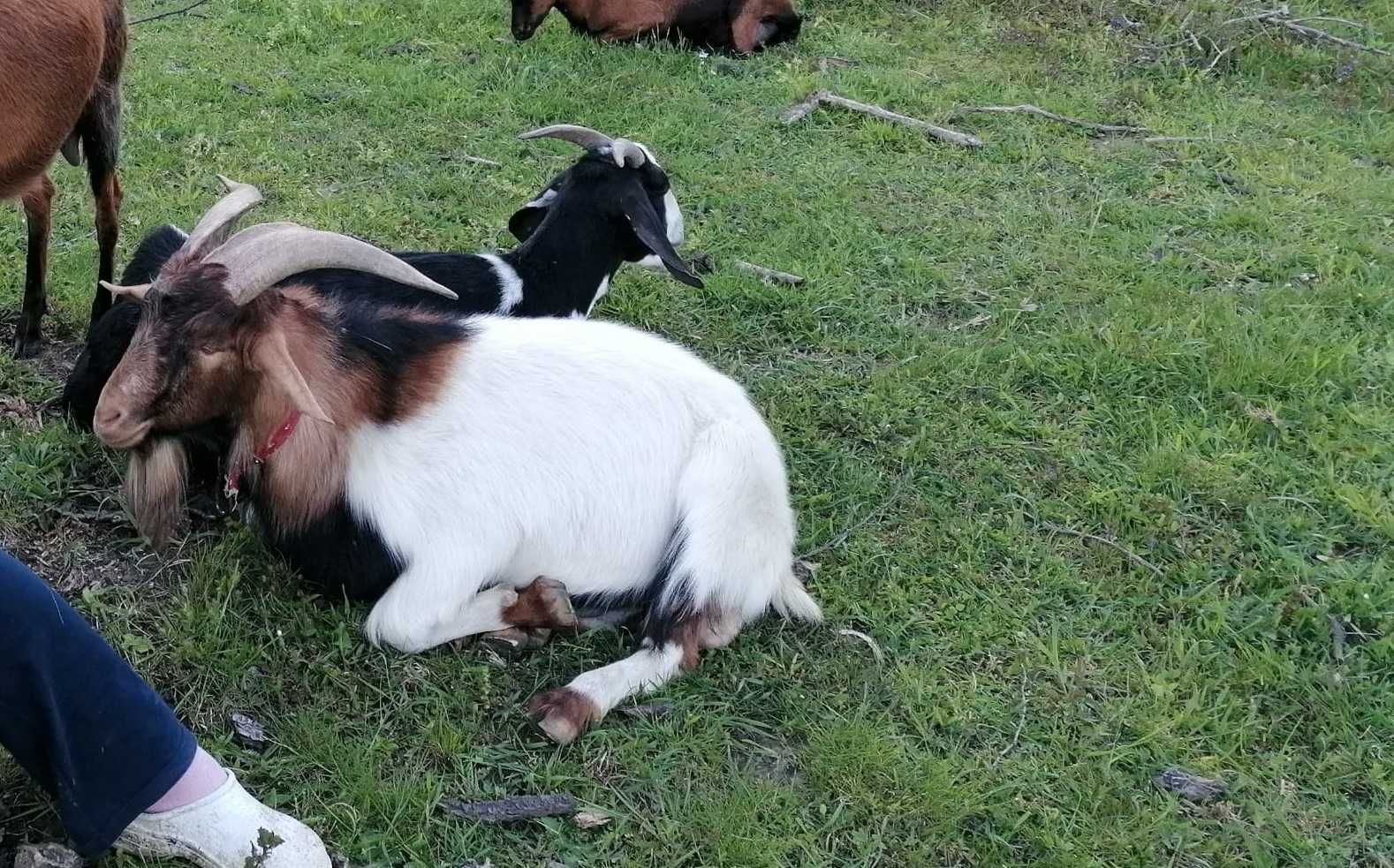 Vand tap boer cu alpin, varsta 1 an si jumatate