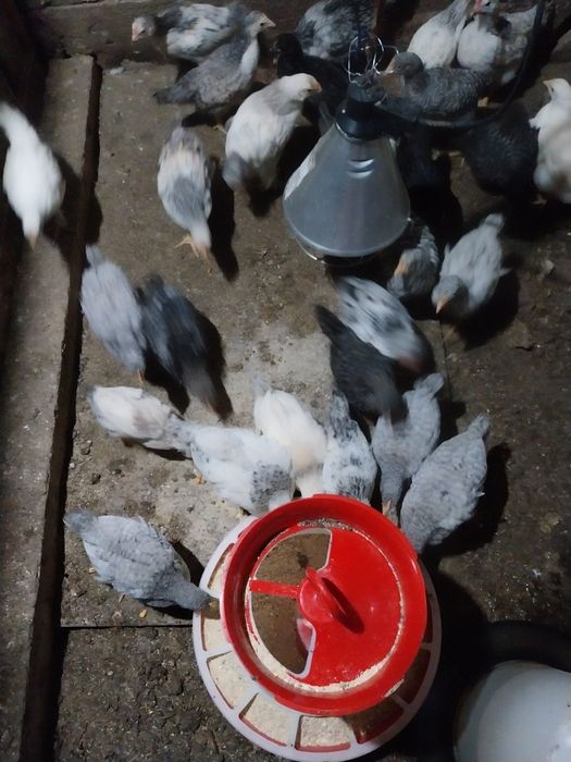 Vand puicute gaini curci si curcani si43 bucati oi mame breze si bucal