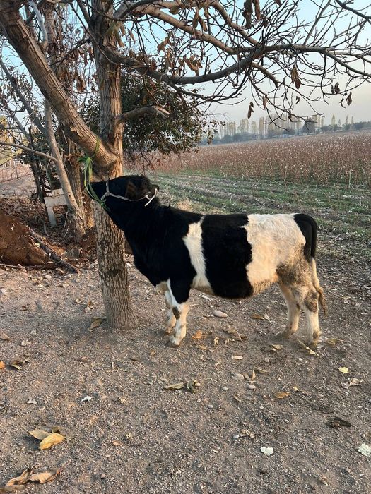 Buqacha 11 oylik sifat