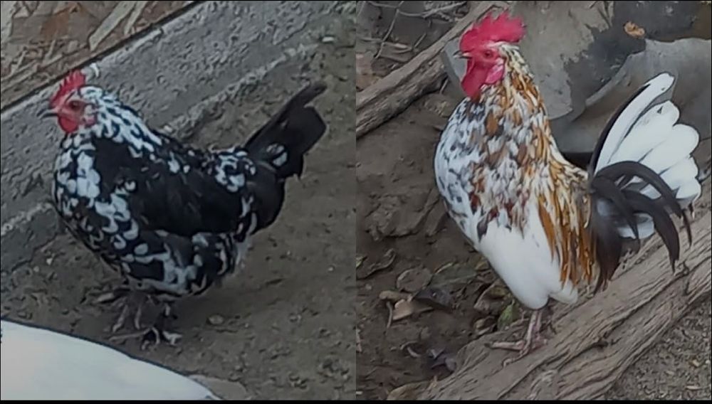 Vând pereche găini pitice, rasa mii de flori