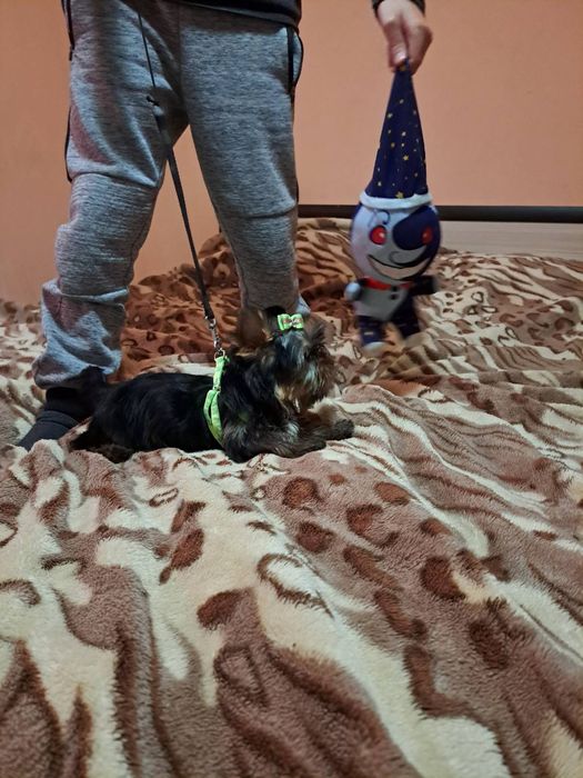 Йоркширски териер