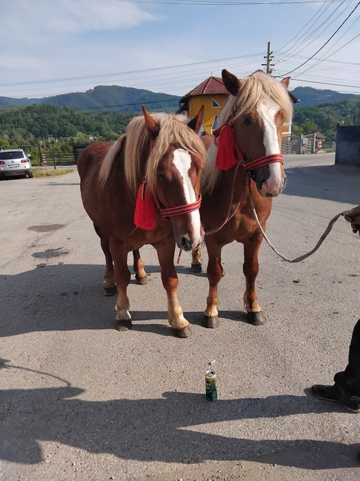 Vând armasar de 2ani jumate