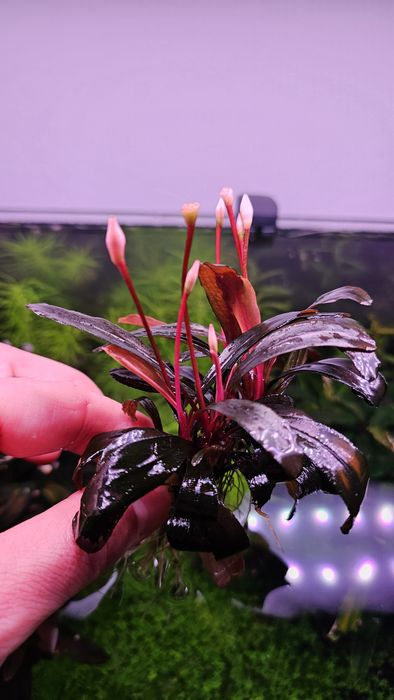 Plante de acvariu: Bucephalandra Serimbu Brown
