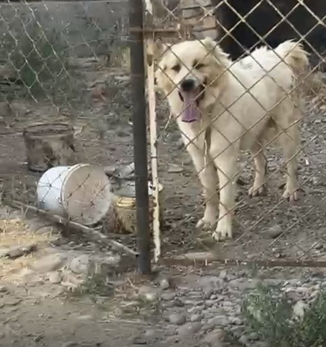 Собака кавказ-алабай