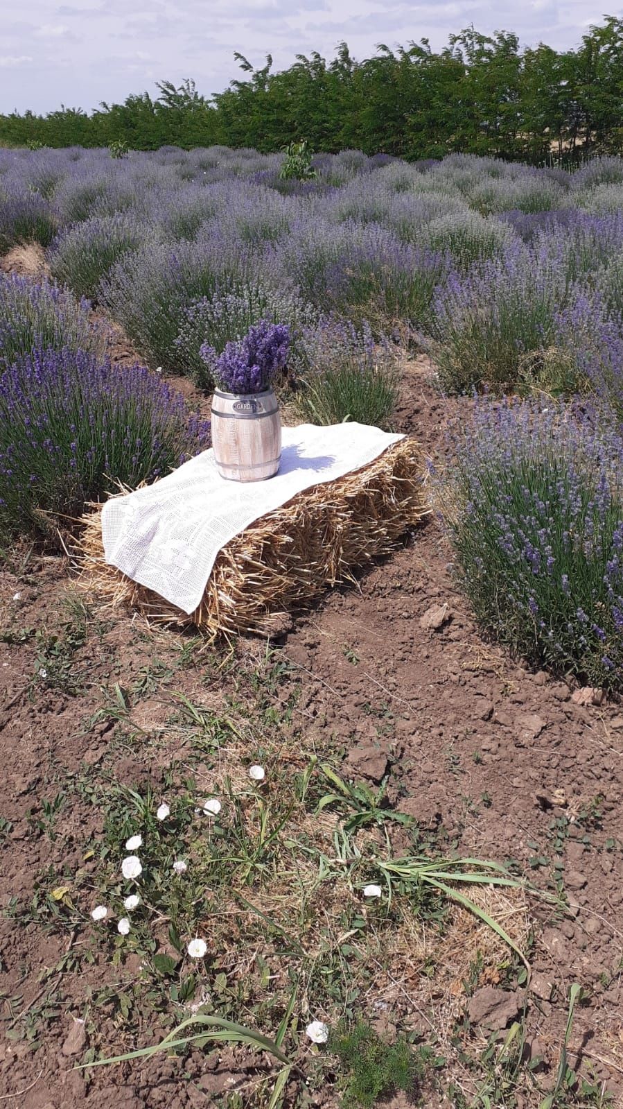 Locatie petrecere timp / evenimente / sedinte foto plantatie lavanda
