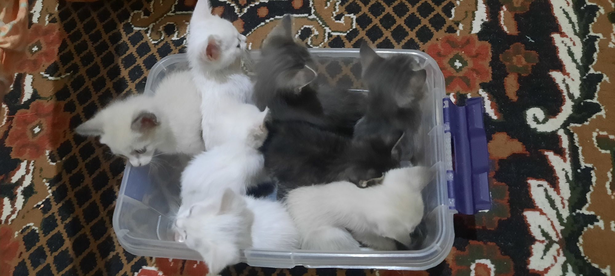 Xadyaga mushuklar va bolalari beriladi