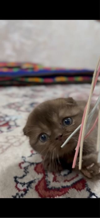 Скотиш фолд девочка мальчик 1,5 месяца