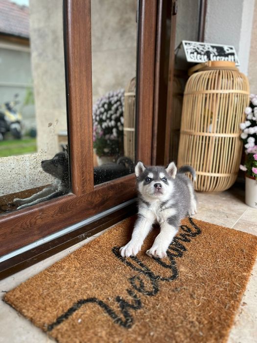 VAND PUI husky  foarte jucăuș
