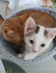 Ofer spre adoptie 2 pui de pisica