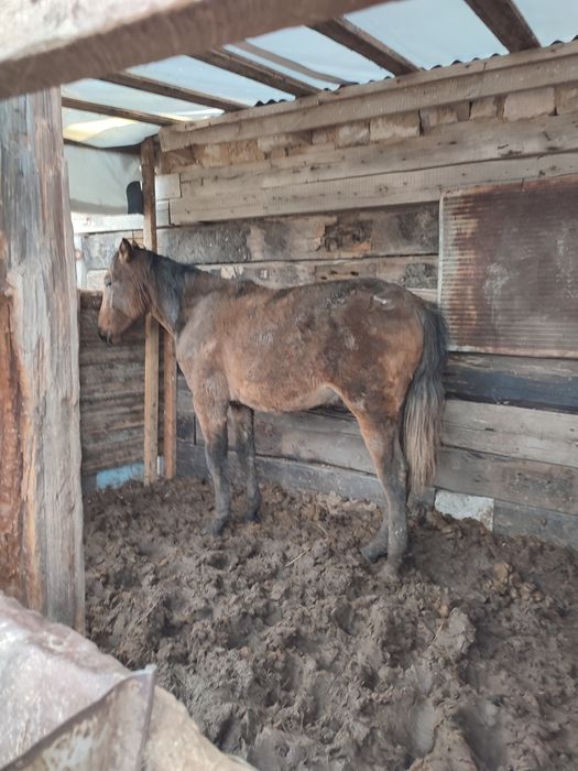 Продам тайчика на соғым жирный стоит два месяца на откорме