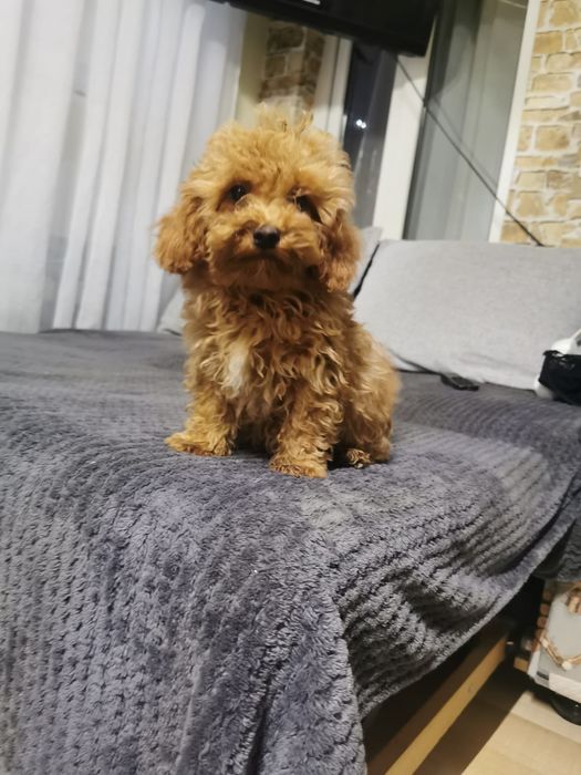 Maltipoo mascul jucaus