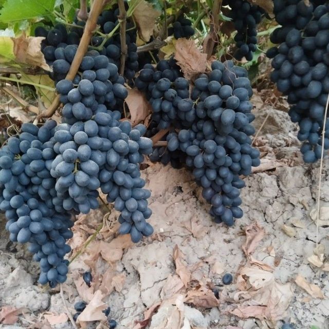 Uzum kóchatlar har hil so'rtlari