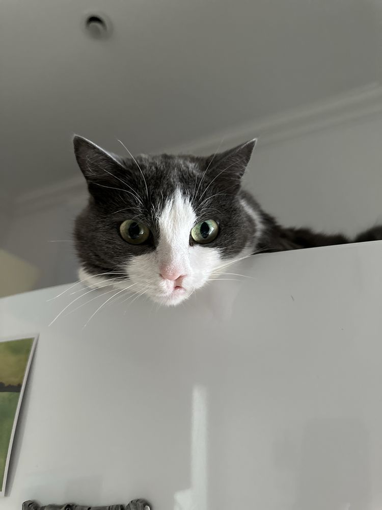 Кошечка ищет дом