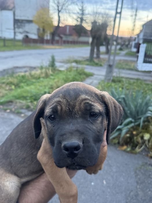 Pui femela  Cane Corso