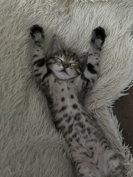 Котенок девочка