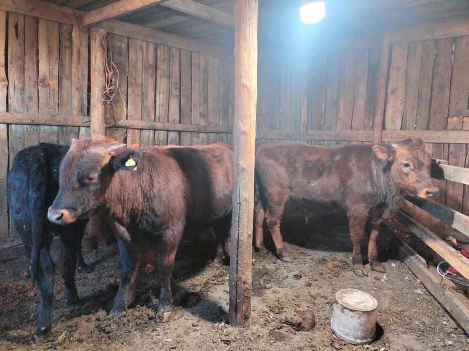 Бычок срочно сатылады 6 бас