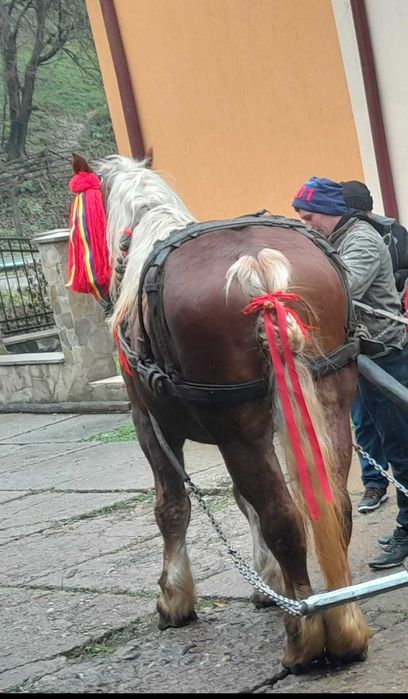 Vand cal de lucru garantat