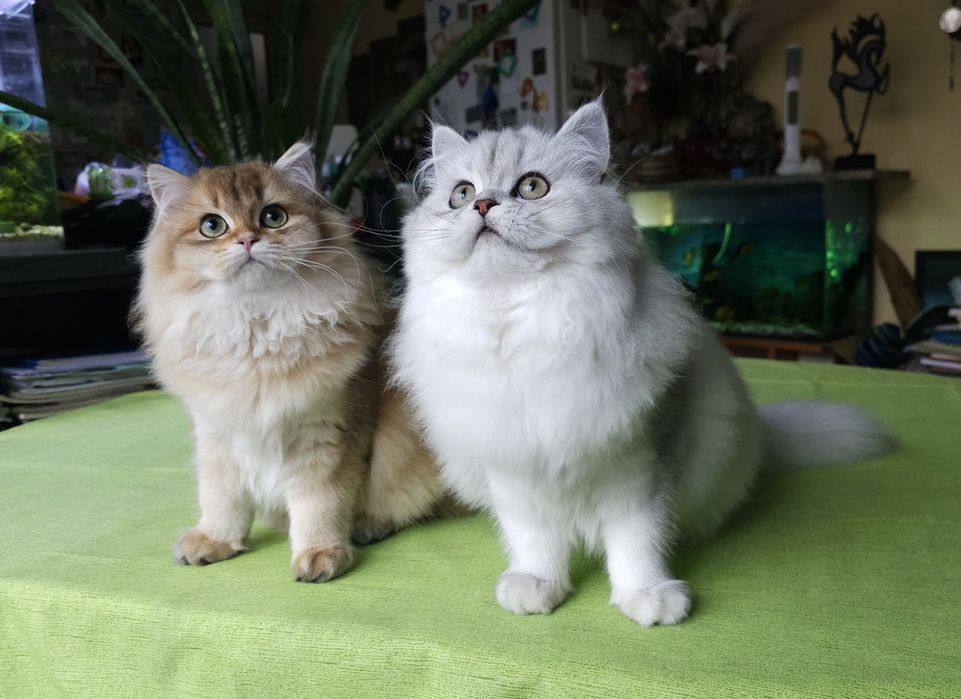 Британски дългокосмести котенца