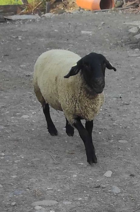 Suffolk de vanzare