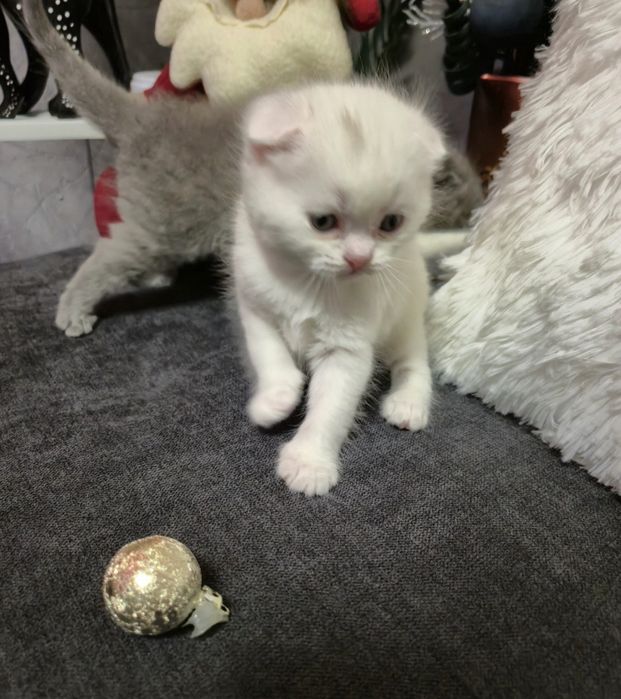 Шотландски котенца