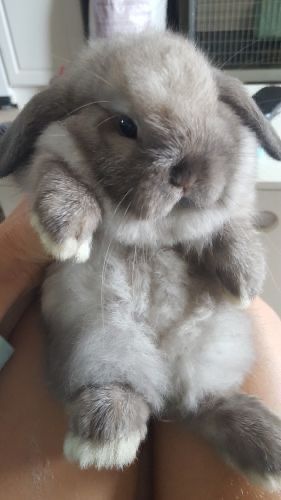 Iepuras mini lop