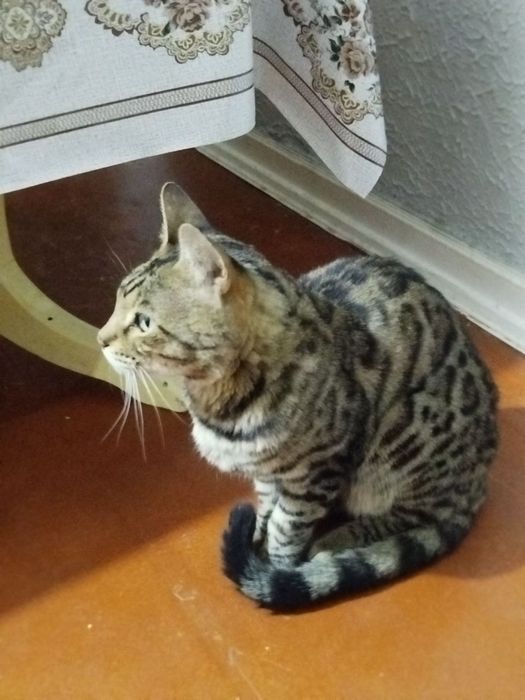 Продам Бенгальского кота